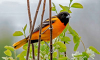 Baltimore Oriole, 8 May 2022, Mansfield, Tolland Co