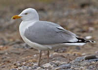 Herring Gull, 1 April 2012, Southport, Fairfield Co.