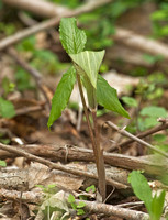 Jack-in-the-Pulpit, 10 May 2014, Mansfield, Tolland Co.