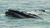 Two blow holes typical of baleen whales