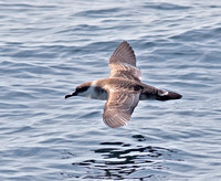 One of several pelagic birds, a Great Shearwater