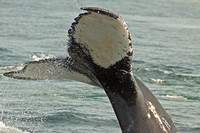 Unique tail flukes, Salt, the first named whale in the Atlantic