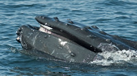Hump-backed Whale showing the baleen