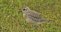 Black-bellied Plover, 2 October 2015, Madison, New Haven Co.