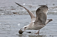 Herring Gull,28 March 2014, Wethersfield, Hartford, Co.