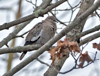 White-winged Dove (record shots), 6 November 2015, East Haven, New Haven Co