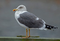 Lesser Black-backed Gull, 6 January 2019, Westport, Fairfield Co.