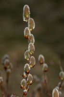 Pussy Willow, 21 March 2020, Mansfield, Tolland Co.