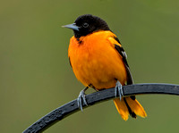 Baltimore Oriole, 5 May 2021, Mansfield, Tolland Co.