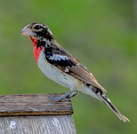 Rose-breasted Grosbeak, 12 May 2022, Mansfield, Tolland Co