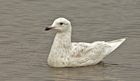 Iceland Gull, 17 April 2015, West Haven, New Haven Co.