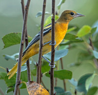 Baltimore Oriole, 30 August 2021, Mansfield, Tolland Co.