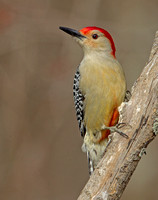 Red-bellied Woodpecker, 17 March 2020, Mansfield, Tolland Co.