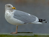 Herring Gull, 6 January 2019, Westport, Fairfield Co.