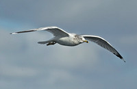 Gulls in Flight 2013/2014