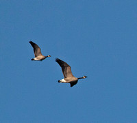 Cackling Goose, 7 January 2012, Somers, Tolland Co.