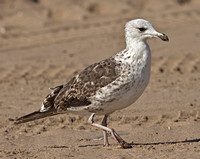 Lesser Black-backed Gull (1summer), 3 August 2011, Coney Island, New York