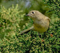 Ruby-crowned Kinglet, 16 October 2022, Milford, New Haven Co.