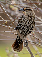 Red-winged Blackbird, 21 April 2024, Mansfield. Tolland Co,
