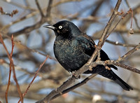 Rusty Blackbirds, 6 February 2015, Hamden, New Haven Co.