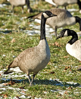 Canada Goose, 12 December 2009