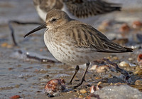 Dunlin, 2 December 2011, Madison, New Haven Co.