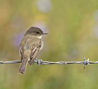 Eastern Phoebe, 26 September 2010. Mansfield, Tolland Co., CT