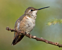 Rufous Hummingbird (hy female), 6 December 2012, Madison, New Haven Co.