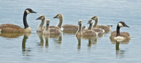 Canada Geese with goslings, 11 June 2010, East Hartford, Hartford Co.