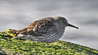 Purple Sandpiper (record shots), 31 December 2015, Waterford, New London Co.