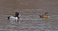 Ring-necked Duck, 23 March 2013, Portland, Middlesex Co.