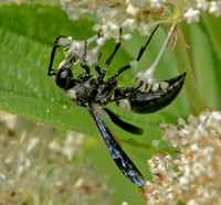 Four-toothed Mason Wasp, August 2021, Mansfield, Tolland Co.