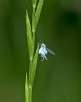 Wooly Aphid, 2 June 2020, Mansfield, Tolland co.