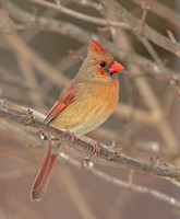 Northern Cardinal, 24 December 2020, Mansfield, Tolland Co.