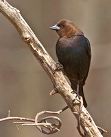 Brown-headed Cowbird, 30 March 2013, Mansfield, Tolland Co.
