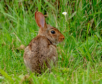 Eastern Cottontail, 13 September 2022, Mansfield, Tolland Co.