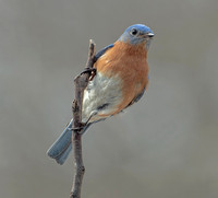 Eastern Bluebird, 6 March 2022, Mansfield, Tolland Co