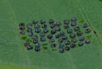 Eggs, likely Stink Bug eggs, 15 June 2021, Mansfield, Tolland Co.