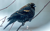 Red-winged Blackbird, 2 February 2022, Mansfield, Tolland Co