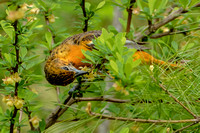 Baltimore Oriole, 12 May 2021, Ashford, Windham Co.