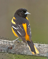 Baltimore Oriole, 1 May 2015, Mansfield, Tolland Co.