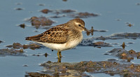 Least Sandpiper, 9 August 2014, Madison, New Haven Co.
