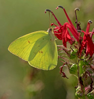 Cloudless Sulphur, 15 September 2019, Madison, New Haven Co.