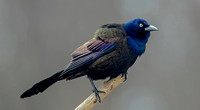 Common Grackle, 25 February 2022, Mansfield, Tolland Co.