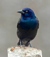 Common Grackle, 9 March 2022, Mansfield, Tolland Co