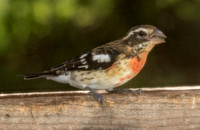Rose-breasted Grosbeak, imm. male, record shots, 14 August 2020, Tolland Co.