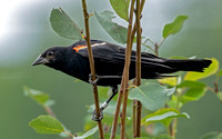 Red-wing Blackbird, 1 August 2021, Mansfield, Tolland Co