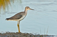 Lesser Yellowlegs, 9 August 2014, Madison, New Haven Co.