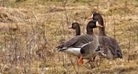 Greater White-fronted Geese, 16 March 2013, Mansfield, Tolland Co.