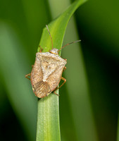 Brown Marmorated Stink Bug, 10 June 2020, Mansfield, Tolland  Co.